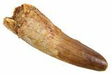 Juvenile Fossil Spinosaurus Tooth - Real Dinosaur Tooth #345868-1